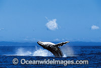 Humpback Whale breaching Photo - Gary Bell