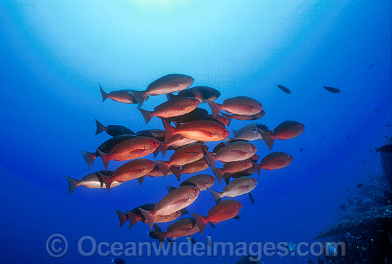 Schooling Pinjalo Snapper (Pinjalo lewisi). Indo-Pacific Photo - Gary Bell