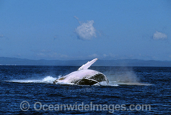 Humpback Whale (Megaptera novaeangliae) - breaching on surface. Hervey Bay, Queensland, Australia. Classified as Vulnerable on the IUCN Red List. Sequence: 4c Photo - Gary Bell Humpback Whale (Megaptera novaeangliae) - breaching on surface. Hervey Bay, Queensland, Australia. Classified as Vulnerable on the IUCN Red List. Sequence: 4c Photo - Gary Bell