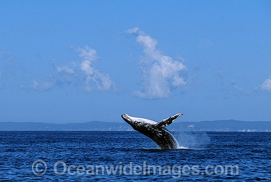 Humpback Whale (Megaptera novaeangliae) - breaching on surface. Hervey Bay, Queensland, Australia. Classified as Vulnerable on the IUCN Red List. Sequence: 6a Photo - Gary Bell Humpback Whale (Megaptera novaeangliae) - breaching on surface. Hervey Bay, Queensland, Australia. Classified as Vulnerable on the IUCN Red List. Sequence: 6a Photo - Gary Bell