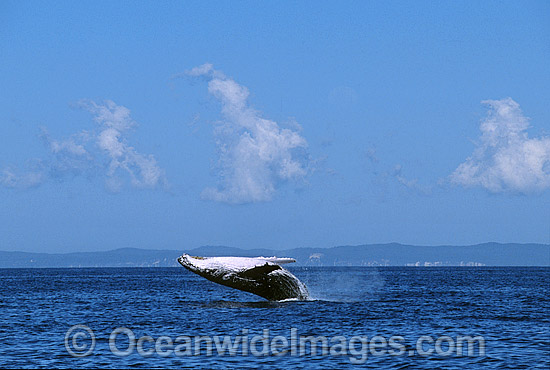 Humpback Whale (Megaptera novaeangliae) - breaching on surface. Hervey Bay, Queensland, Australia. Classified as Vulnerable on the IUCN Red List. Sequence: 6b Photo - Gary Bell Humpback Whale (Megaptera novaeangliae) - breaching on surface. Hervey Bay, Queensland, Australia. Classified as Vulnerable on the IUCN Red List. Sequence: 6b Photo - Gary Bell