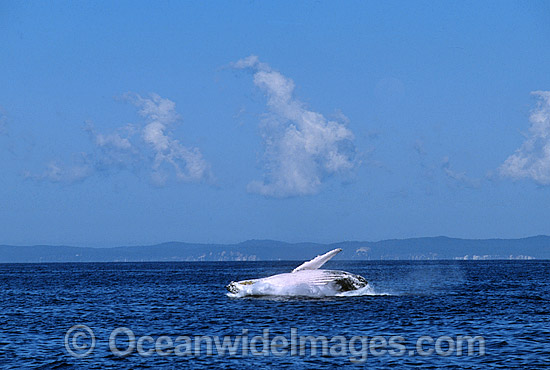 Humpback Whale breaching photo