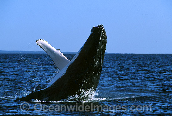 Humpback Whale breaching photo