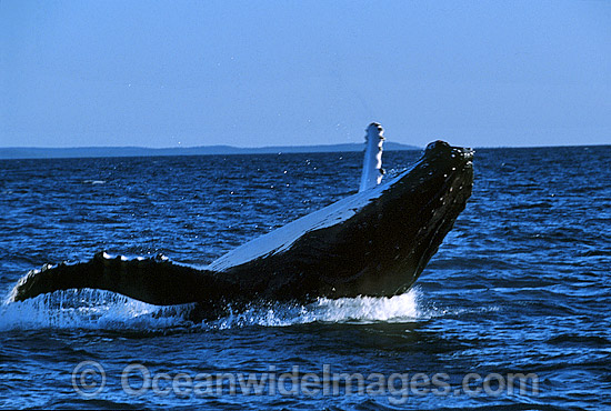 Humpback Whale (Megaptera novaeangliae) - breaching on surface. Hervey Bay, Queensland, Australia. Classified as Vulnerable on the IUCN Red List. Sequence: 7b Photo - Gary Bell Humpback Whale (Megaptera novaeangliae) - breaching on surface. Hervey Bay, Queensland, Australia. Classified as Vulnerable on the IUCN Red List. Sequence: 7b Photo - Gary Bell