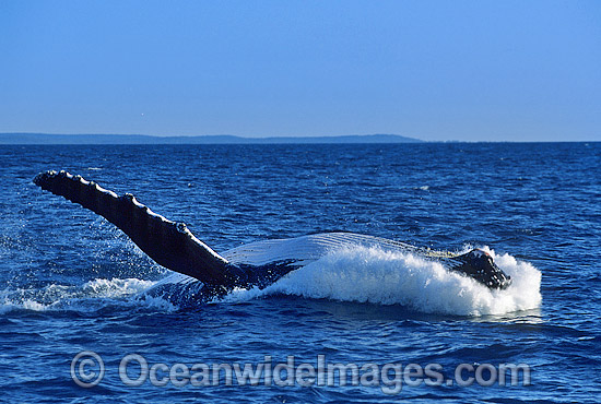 Humpback Whale (Megaptera novaeangliae) - breaching on surface. Hervey Bay, Queensland, Australia. Classified as Vulnerable on the IUCN Red List. Sequence: 7c Photo - Gary Bell