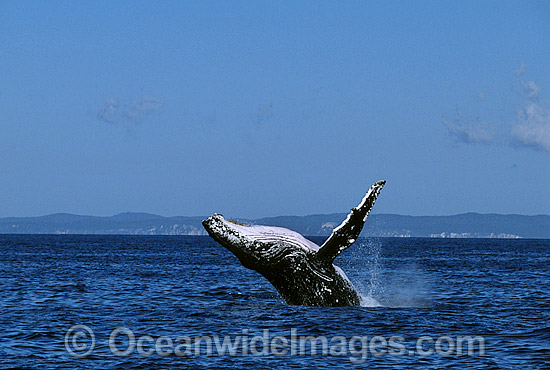 Humpback Whale Megaptera novaeangliae photo Humpback Whale Megaptera novaeangliae photo