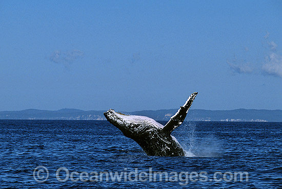 Humpback Whale Megaptera novaeangliae photo