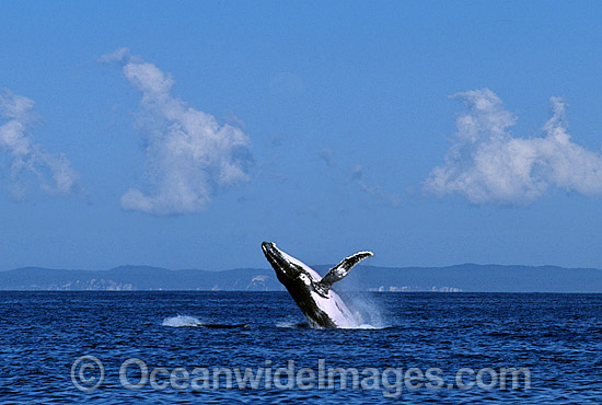 Humpback Whale (Megaptera novaeangliae) - breaching on surface. Hervey Bay, Queensland, Australia. Classified as Vulnerable on the IUCN Red List. Sequence: 9a Photo - Gary Bell Humpback Whale (Megaptera novaeangliae) - breaching on surface. Hervey Bay, Queensland, Australia. Classified as Vulnerable on the IUCN Red List. Sequence: 9a Photo - Gary Bell