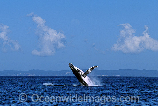 Humpback Whale Megaptera novaeangliae photo