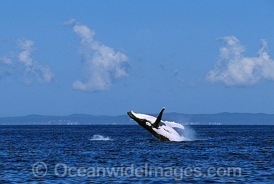 Humpback Whale Megaptera novaeangliae photo