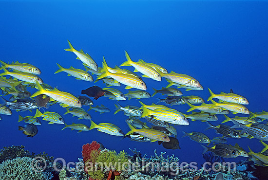 Yellow-striped Goatfish photo Yellow-striped Goatfish photo