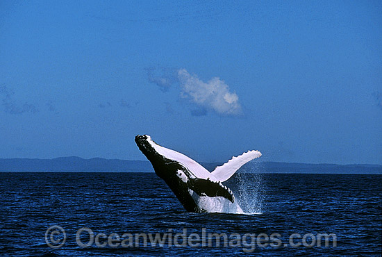Humpback Whale (Megaptera novaeangliae) - breaching on surface. Hervey Bay, Queensland, Australia. Classified as Vulnerable on the IUCN Red List. Photo - Gary Bell