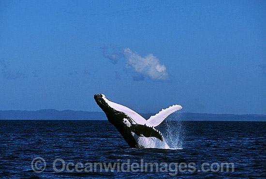 Humpback Whale breaching photo Humpback Whale breaching photo