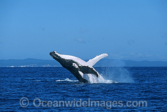 Humpback Whale (Megaptera novaeangliae) - breaching on surface. Hervey Bay, Queensland, Australia. Classified as Vulnerable on the IUCN Red List. Photo - Gary Bell