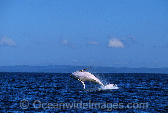 Humpback Whale (Megaptera novaeangliae) - calf breaching on surface. Hervey Bay, Queensland, Australia. Classified as Vulnerable on the IUCN Red List. Photo - Gary Bell Humpback Whale (Megaptera novaeangliae) - calf breaching on surface. Hervey Bay, Queensland, Australia. Classified as Vulnerable on the IUCN Red List. Photo - Gary Bell