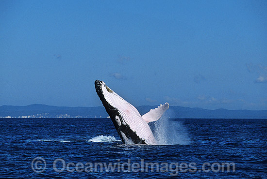 Humpback Whale (Megaptera novaeangliae) - breaching on surface. Hervey Bay, Queensland, Australia. Classified as Vulnerable on the IUCN Red List. Photo - Gary Bell Humpback Whale (Megaptera novaeangliae) - breaching on surface. Hervey Bay, Queensland, Australia. Classified as Vulnerable on the IUCN Red List. Photo - Gary Bell
