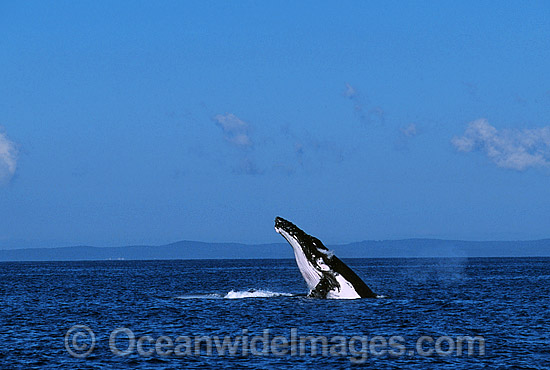 Humpback Whale (Megaptera novaeangliae) - breaching on surface. Hervey Bay, Queensland, Australia. Classified as Vulnerable on the IUCN Red List. Humpback Whale (Megaptera novaeangliae) - breaching on surface. Hervey Bay, Queensland, Australia. Classified as Vulnerable on the IUCN Red List.