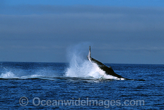 Humpback Whale tail slapping on surface photo