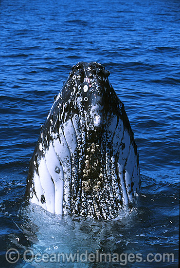 Humpback Whale breaching on surface photo