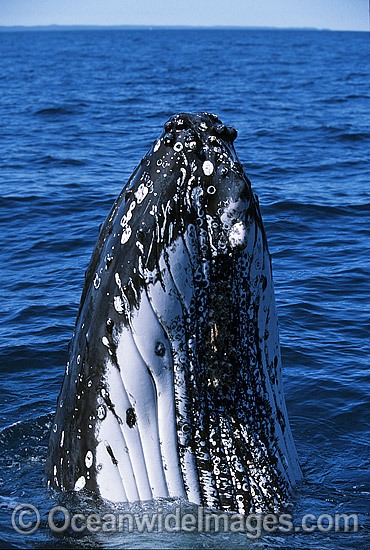 Humpback Whale spy hopping showing tubercles photo
