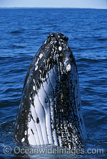 Humpback Whale spy hopping showing tubercles photo Humpback Whale spy hopping showing tubercles photo