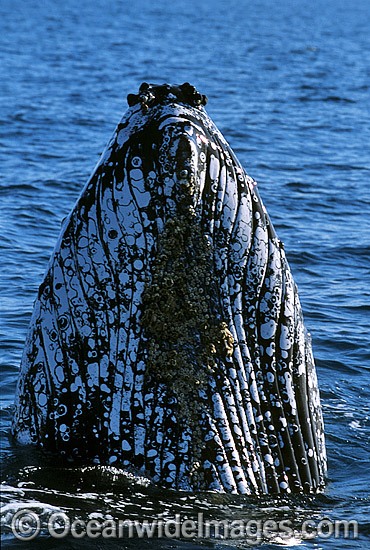 Humpback Whale spy hopping showing tubercles photo