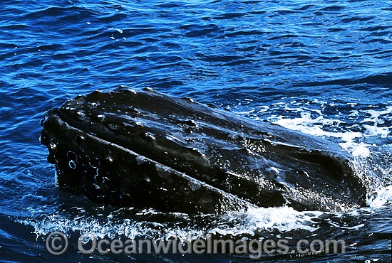 Humpback Whale spy hoppingshowing tubercles photo