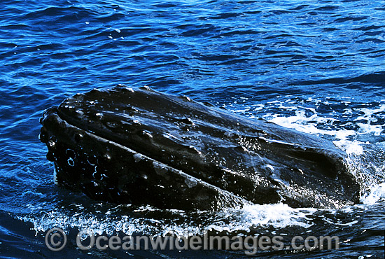 Humpback Whale spy hoppingshowing tubercles photo Humpback Whale spy hoppingshowing tubercles photo
