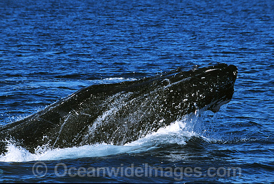 Humpback Whale mouthing surface photo