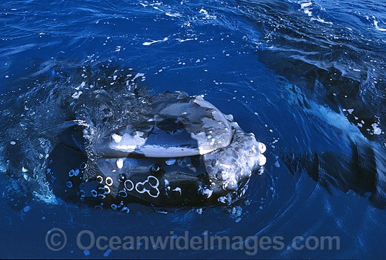 Humpback Whale head lunging on surface photo