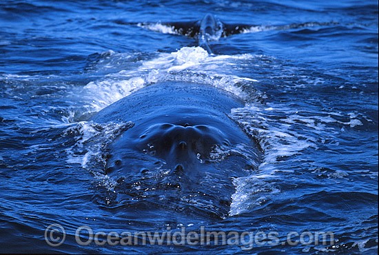 Humpback Whale showing dorsal fin arched back photo