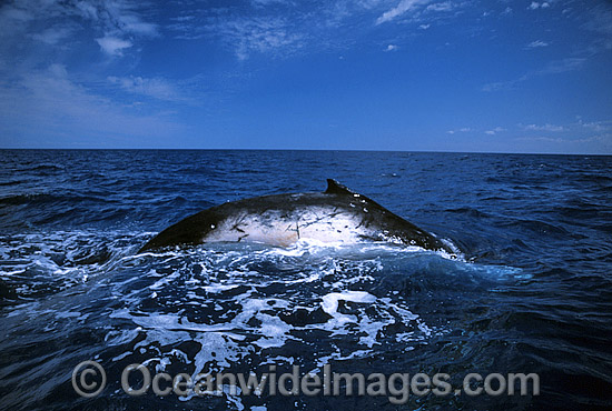 Humpback Whale showing blowhole photo