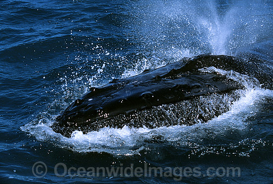 Humpback Whale expelling air from blowhole photo Humpback Whale expelling air from blowhole photo