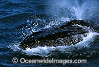 Humpback Whale expelling air from blowhole Photo - Gary Bell