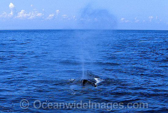Humpback Whale expelling air from blowhole photo Humpback Whale expelling air from blowhole photo