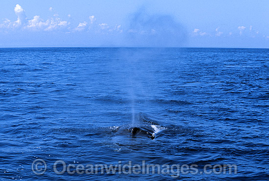 Humpback Whale expelling air from blowhole photo