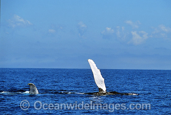 Humpback Whale (Megaptera novaeangliae) - pectoral fin slapping on surface. Hervey Bay, Queensland, Australia. Classified as Vulnerable on the 2000 IUCN Red List.. Photo - Gary Bell
