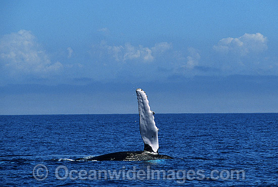 Humpback Whale expelling air from blowhole photo