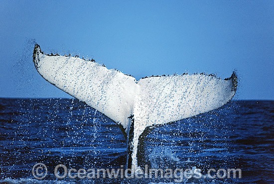 Humpback Whale (Megaptera novaeangliae) - tail fluke on surface. Great Barrier Reef, Queensland, Australia. Classified Vulnerable on the 2000 IUCN Red List. Photo - Gary Bell