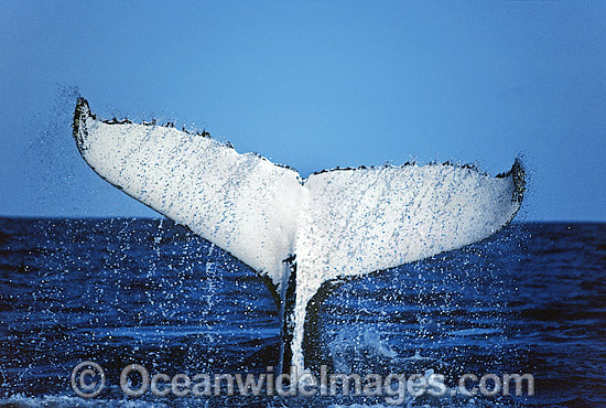 Humpback Whale pectoral fin slapping on surface photo Humpback Whale pectoral fin slapping on surface photo