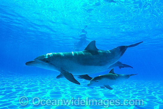 Bottlenose Dolphin mother and baby photo