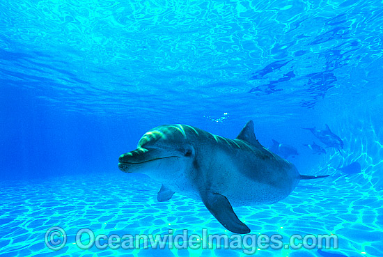 Indo-Pacific Bottlenose Dolphin (Tursiops aduncas). Coastal New South Wales, Australia Photo - Gary Bell Indo-Pacific Bottlenose Dolphin (Tursiops aduncas). Coastal New South Wales, Australia Photo - Gary Bell