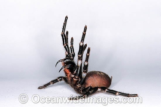 Sydney Funnel-web Spider Atrax robustus photo