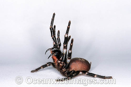 39 Lace Web Spider Stock Photos, High-Res Pictures, and Images