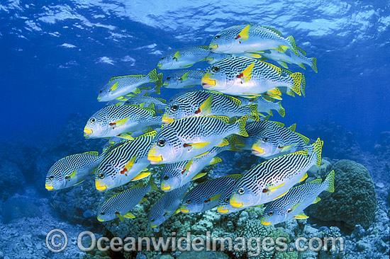 Diagonal-banded Sweetlips photo