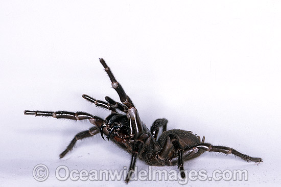 Sydney Funnel-web Spider (Atrax robustus) - female in defence posture. One of the most venomous and deadly spiders in the world. Sydney, New South Wales, Australia Photo - Gary Bell