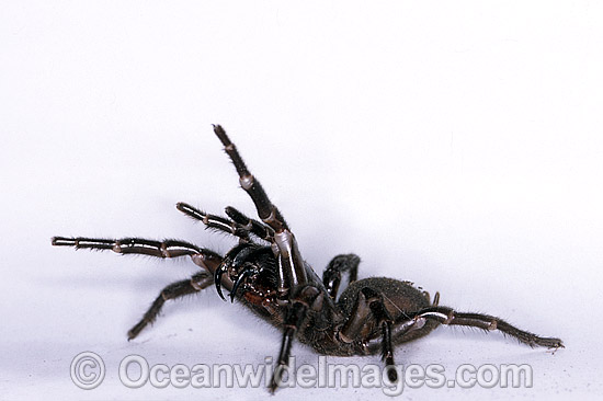 Sydney Funnel-web Spider Atrax robustus photo