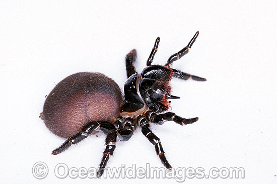 Eastern Mouse Spider (Missulena bradleyi), female. Whilst this species is venomous, venom is not always delivered during a bite and major symptoms may not occur. However, this is a dangerous species. Photo was taken at Coffs Harbour, NSW, Australia. Photo - Gary Bell Eastern Mouse Spider (Missulena bradleyi), female. Whilst this species is venomous, venom is not always delivered during a bite and major symptoms may not occur. However, this is a dangerous species. Photo was taken at Coffs Harbour, NSW, Australia. Photo - Gary Bell