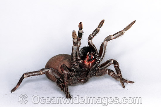 Eastern Mouse Spider (Missulena bradleyi), female. Whilst this species is venomous, venom is not always delivered during a bite and major symptoms may not occur. However, this is a dangerous species. Photo was taken at Coffs Harbour, NSW, Australia. Photo - Gary Bell Eastern Mouse Spider (Missulena bradleyi), female. Whilst this species is venomous, venom is not always delivered during a bite and major symptoms may not occur. However, this is a dangerous species. Photo was taken at Coffs Harbour, NSW, Australia. Photo - Gary Bell