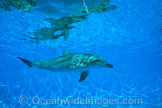 Indo-Pacific Bottlenose Dolphin photo